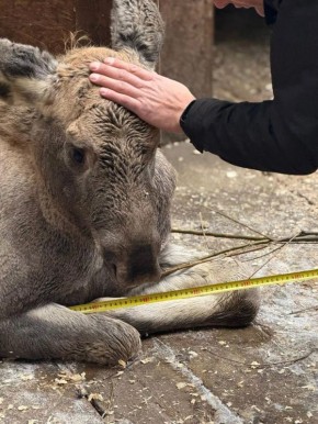 «Каждый час навещают и гладят»: в Челябинской области спасают потерявшего ногу лосенка
