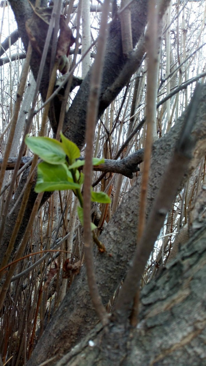 Снег в Челябинской области сегодня ночью ложился избирательно Снег в Челябинской области сегодня ночью ложился избирательно