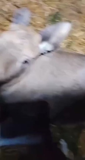 В нацпарке Челябинской области выхаживают лосенка без ноги