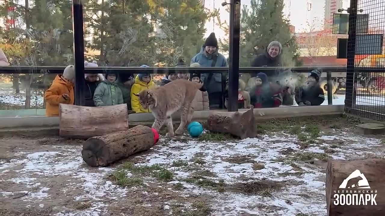 Как проводите выходные?. Рысь Персей из челябинского зоопарка, например, увлеченно играет в футбол