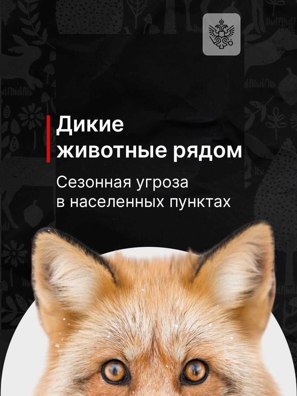 Дикие животные всё чаще начинают появляться рядом с людьми