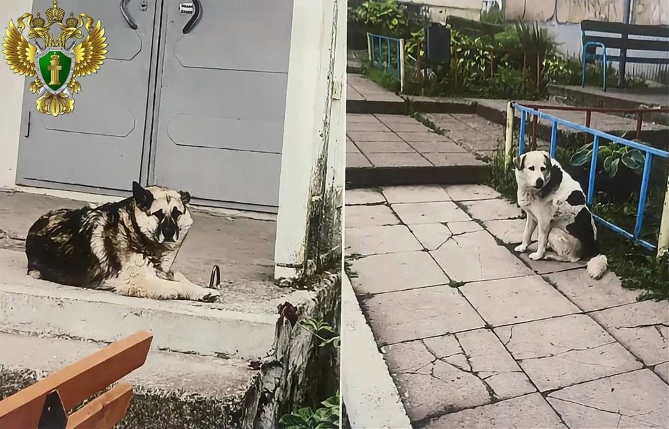 В Челябинской области наказали чиновников после нападения бродячих собак на двух подростков