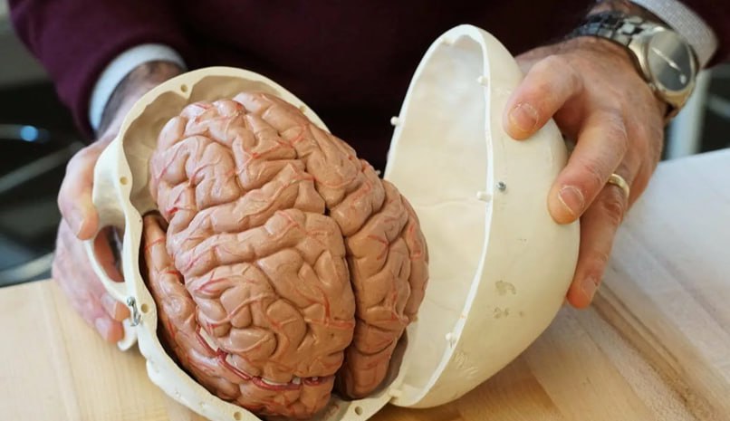 Мозг «Крепкого орешка» после смерти послужит науке