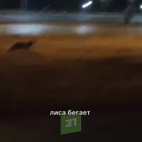 Пост милоты на ночь. Как думаете, кто встает самый первый?