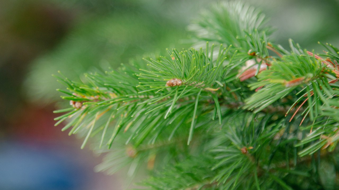Хвойные леса в Челябинской области взяли под охрану перед Новым годом