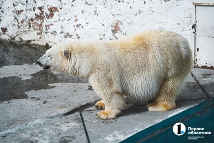 Бурые медведи не спят, а белые даже не грустят по снегу