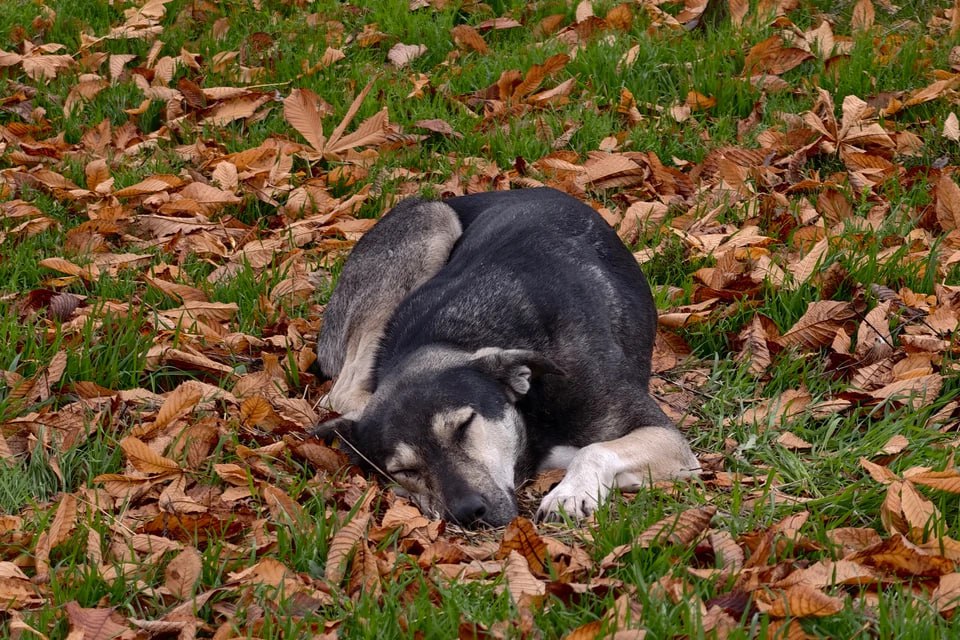 Челябинский зоозащитник Даллакян призвал глав городов брать животных из приютов