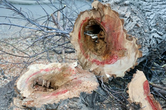 На улице Октябрьской продолжаются работы по сносу аварийных деревьев На улице Октябрьской продолжаются работы по сносу аварийных деревьев