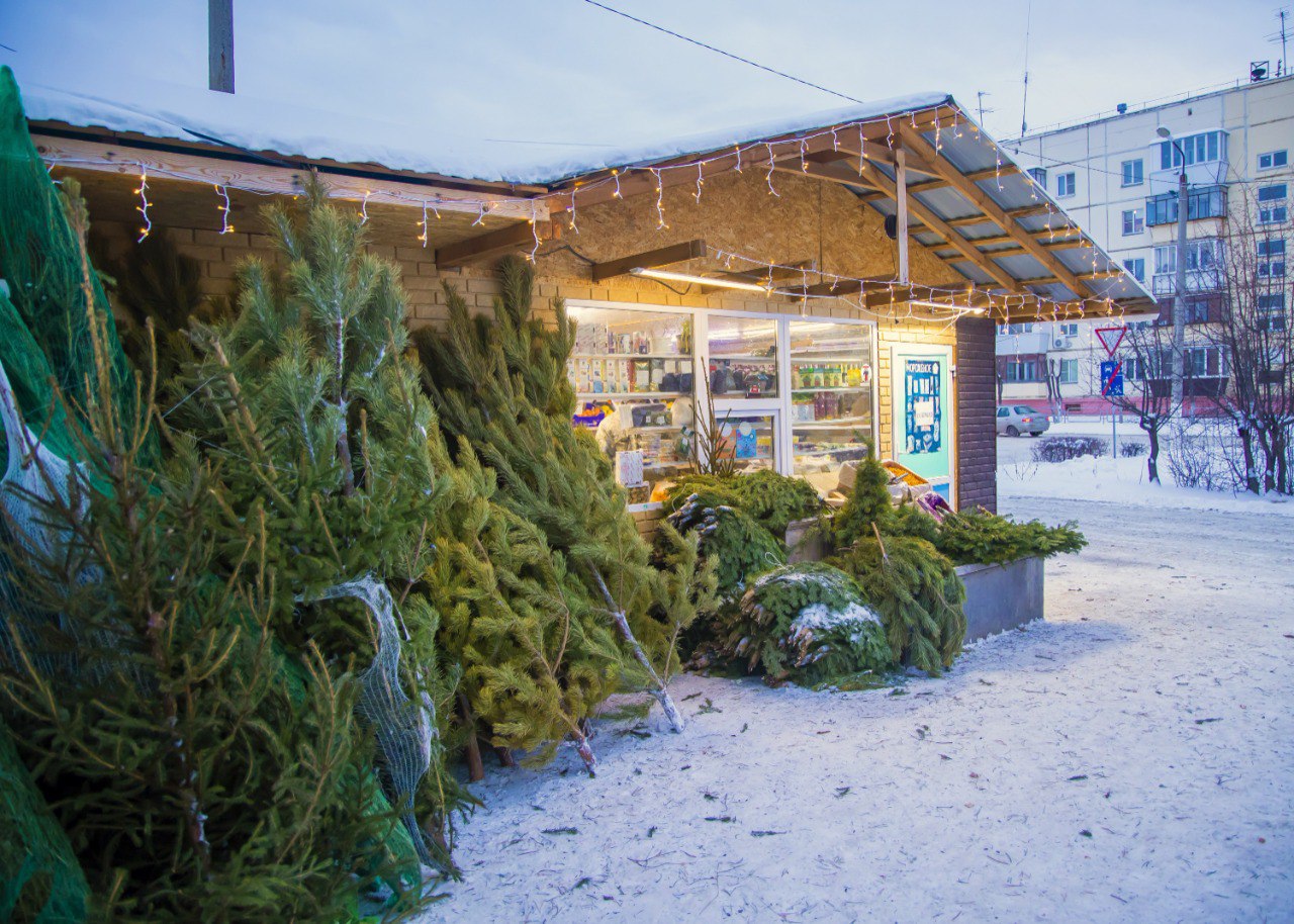 С середины декабря в Челябинске откроются елочные базары