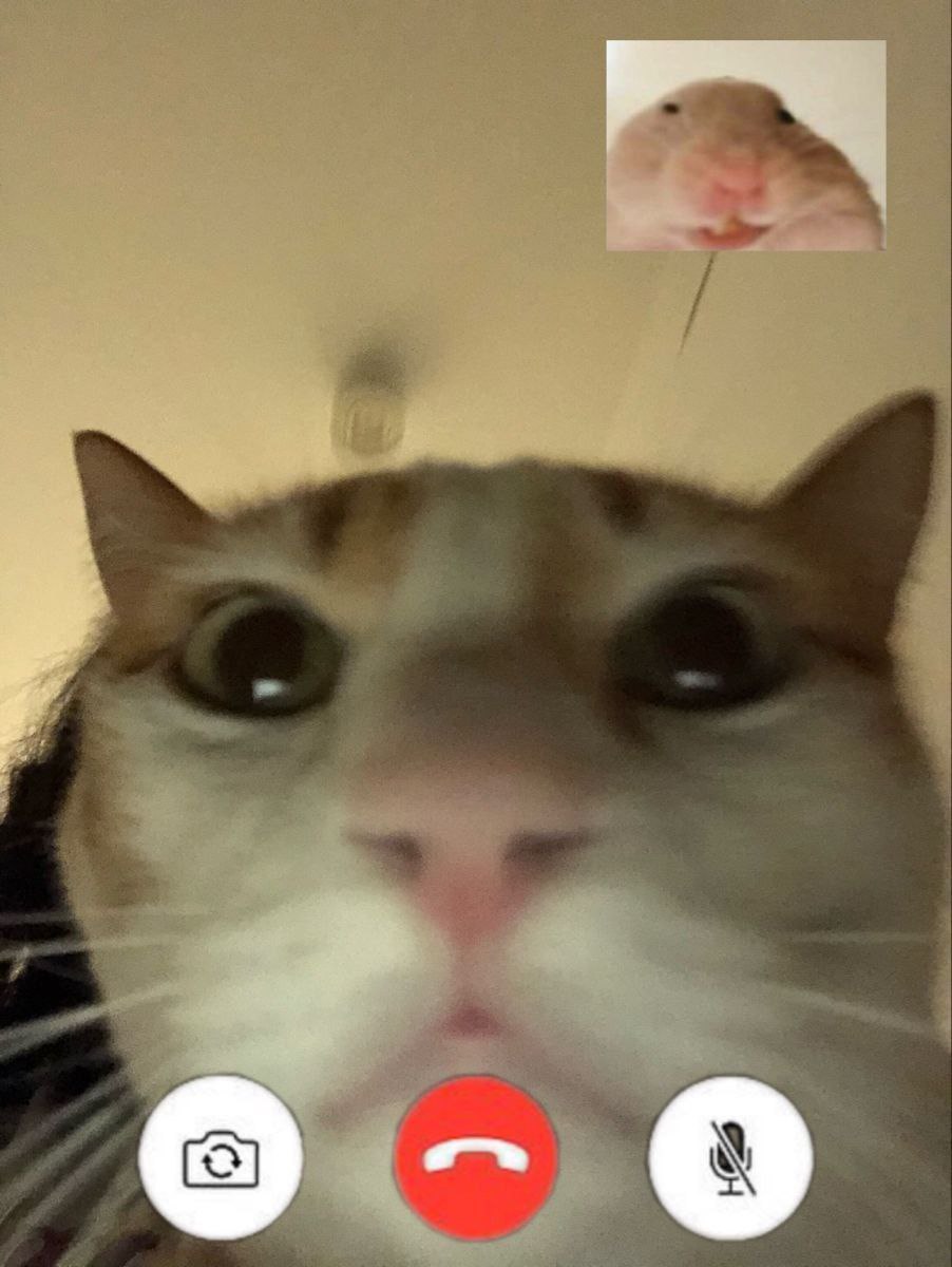 Айфоны остались без FaceTime