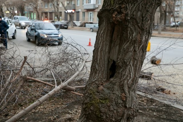 На улице Октябрьской продолжаются работы по сносу аварийных деревьев На улице Октябрьской продолжаются работы по сносу аварийных деревьев