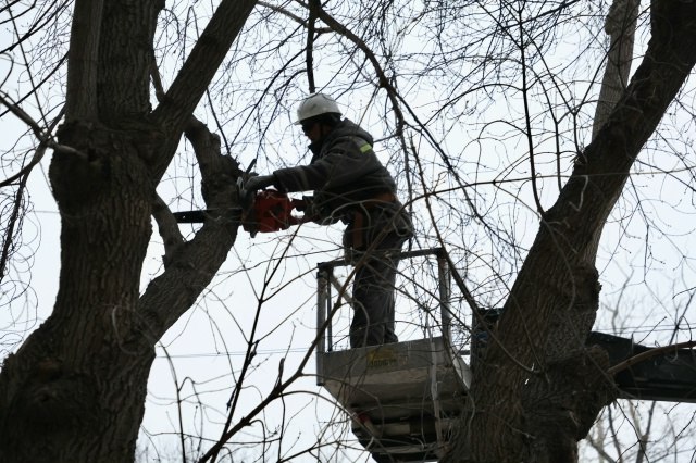 На улице Октябрьской продолжаются работы по сносу аварийных деревьев