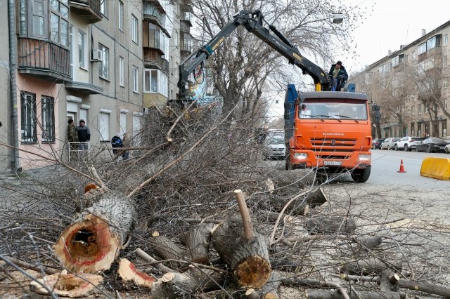 На улице Октябрьской продолжаются работы по сносу аварийных деревьев На улице Октябрьской продолжаются работы по сносу аварийных деревьев