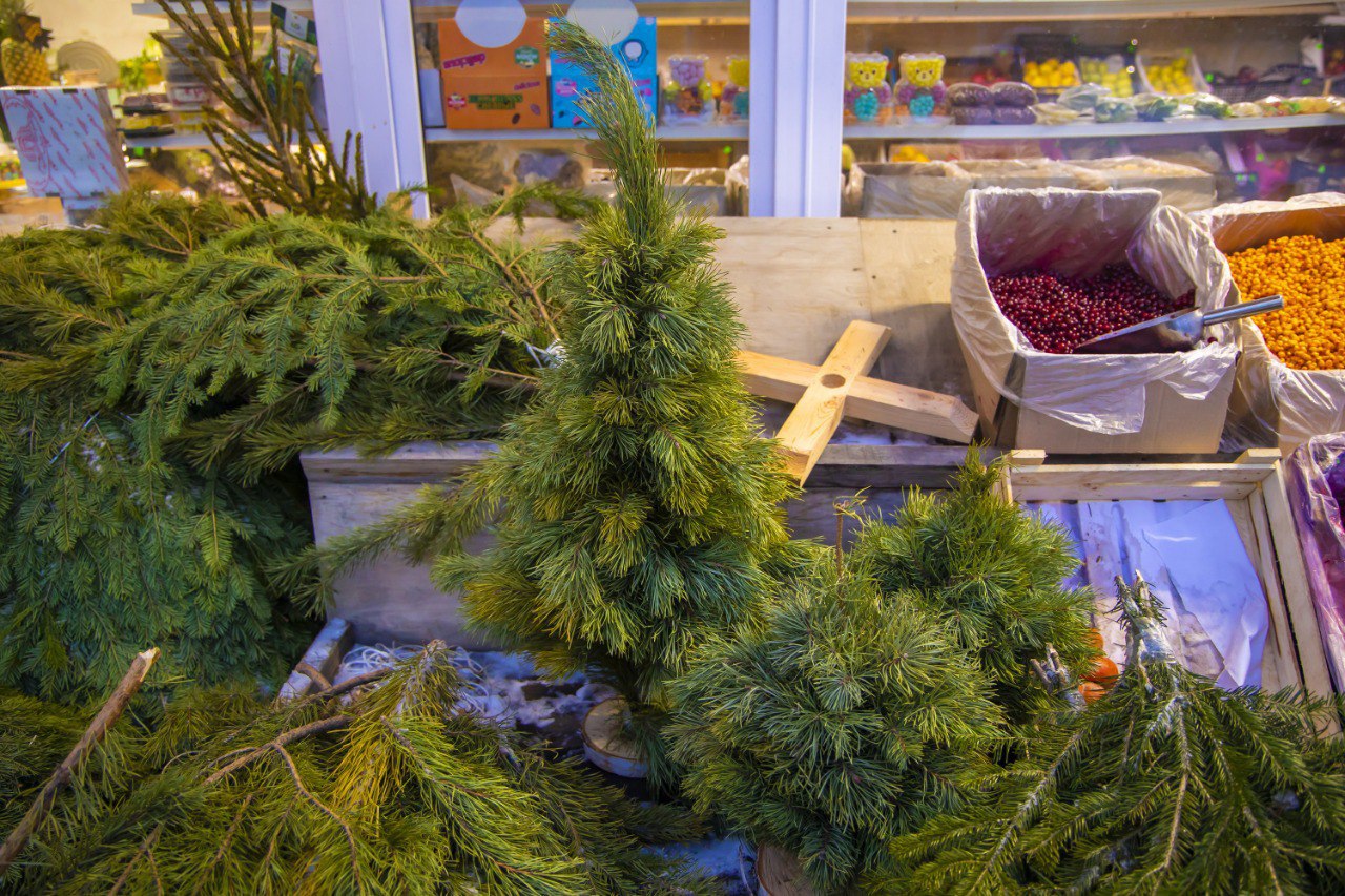 На Южном Урале усилили охрану хвойных молодняков