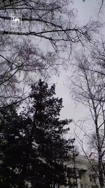 «Операция под наркозом»: в центральном сквере Челябинска высаживают взрослые ели, кедры и сосны