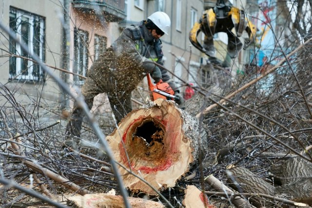 На улице Октябрьской продолжаются работы по сносу аварийных деревьев На улице Октябрьской продолжаются работы по сносу аварийных деревьев