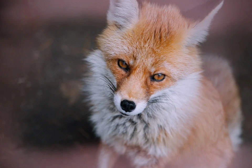 На Южном Урале в двух поселках ввели карантин по бешенству: что запрещено