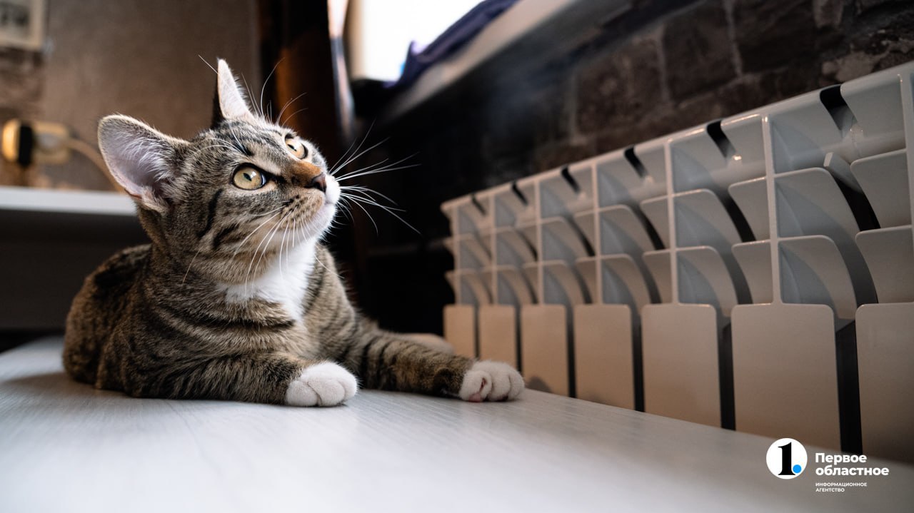 Число объявлений о пристройстве животных на Южном Урале выросло в 10 раз