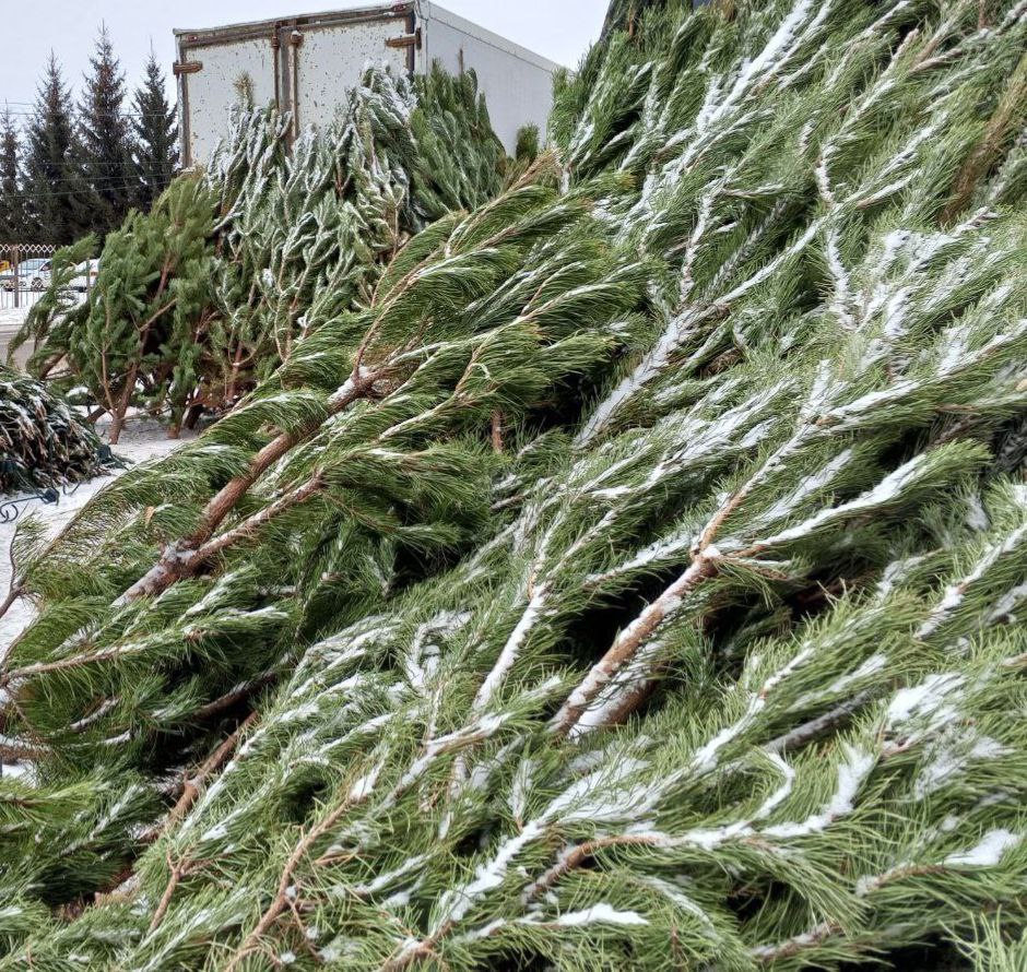 Елочные базары Копейска начнут свою работу с 10 декабря