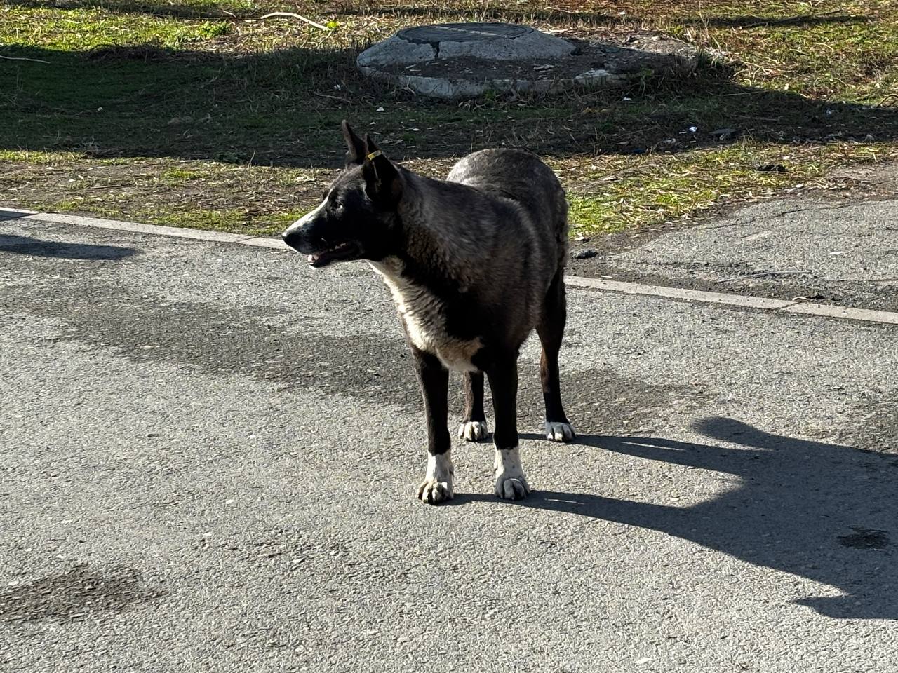 С 1 января копейчане будут обязаны регистрировать домашних животных