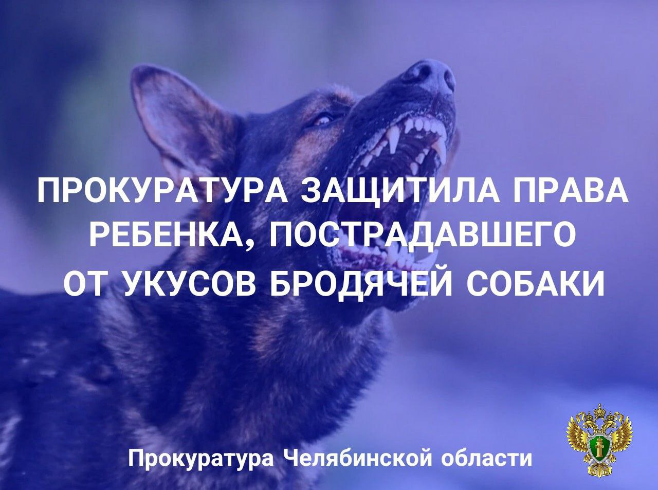Прокуратура Курчатовского района г. Челябинска взыскала в пользу ребенка компенсацию за укус бродячей собакой