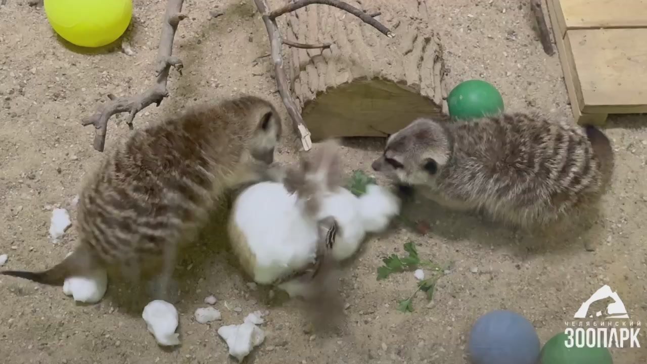 Снег в нашем городе не зря шёл