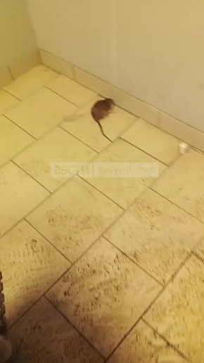 Крысы захватывают дворы на одной из улиц Челябинска: лезут в магазины и квартиры