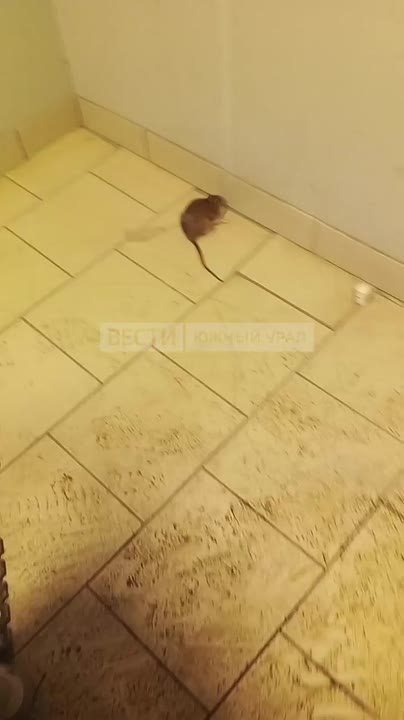 Крысы захватывают дворы на одной из улиц Челябинска: лезут в магазины и квартиры