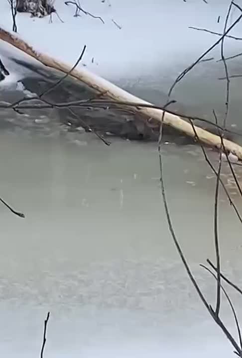 Бобр вылез из ледяной реки, а лосята-сироты учатся жить самостоятельно