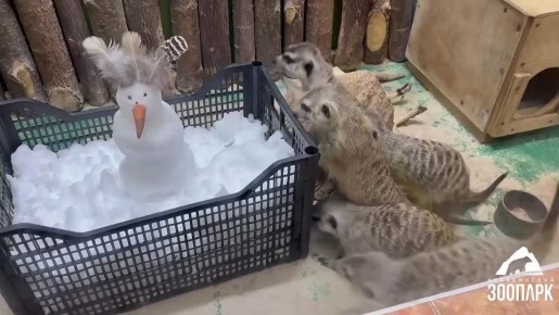 «Что это такое? Бррр, какое холодное!»