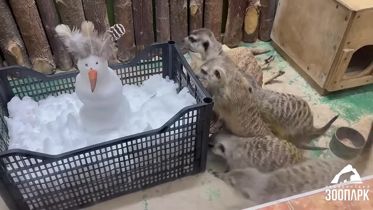 «Что это такое? Бррр, какое холодное!»