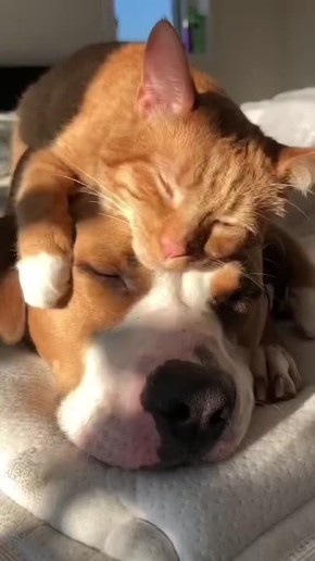 #СДобрымутром31. Ну чисто мы утром субботы Ставьте лайк, если планируете сегодня валяться и обниматься Набирайтесь сил!