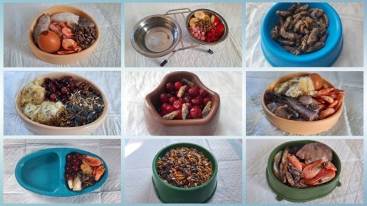 Креветки и калина с червями: чем кормят птиц в реабилитационном центре Челябинска