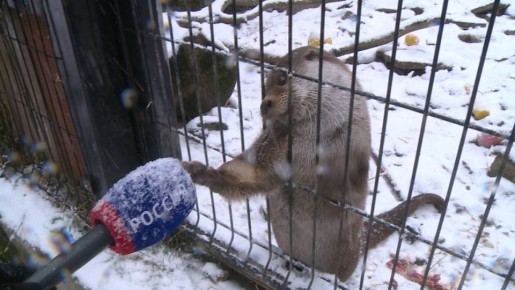 Как повлияла теплая зима на животных, рассказали в челябинском зоопарке