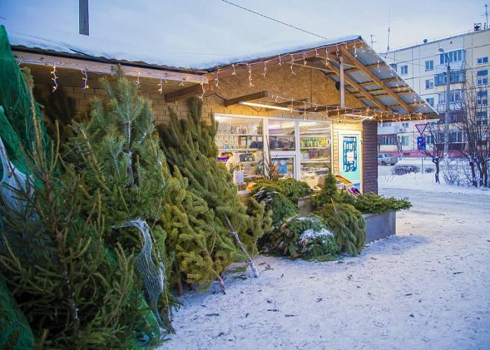 Защиту елок в челябинских лесах усилили перед Новым годом