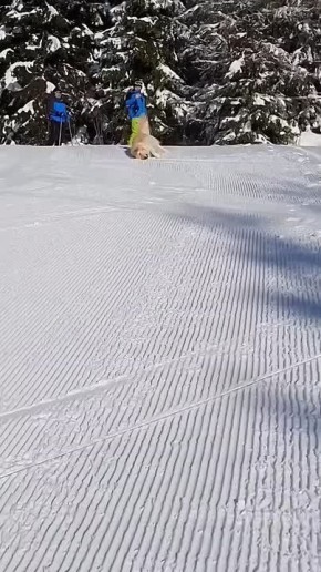 #СДобрымутром31. Понедельник выдался снежным, так что одевайтесь потеплее Берем пример с веселого песика и решаем проблемы так же скользя