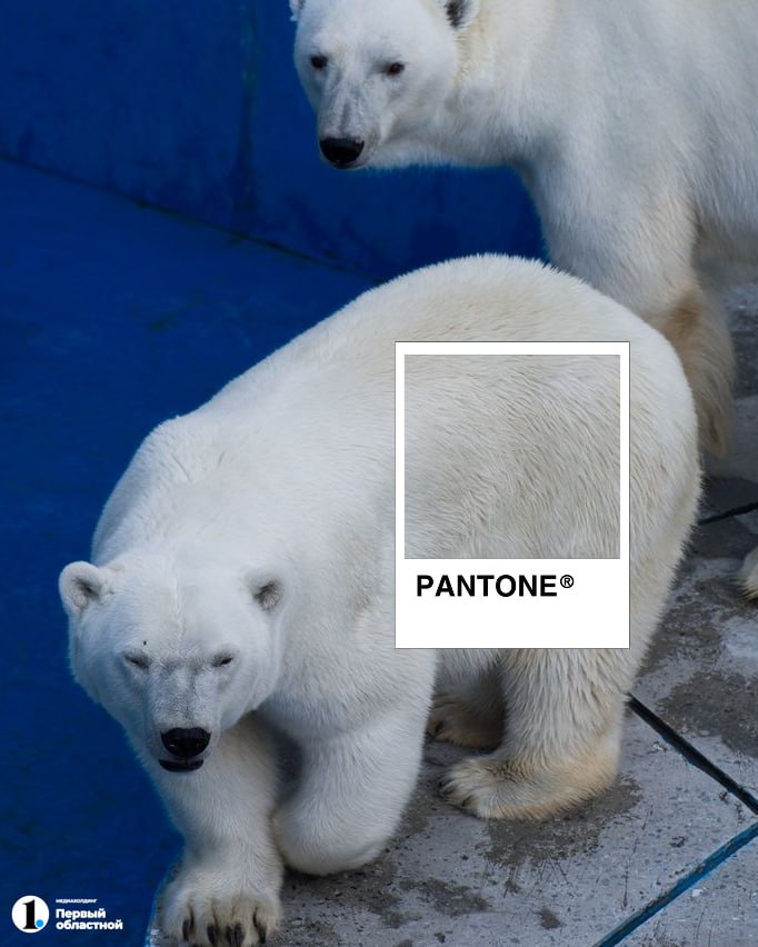 Если не знали, институт цвета Pantone выбрал цвет 2026 года — «облачный танцор» Если не знали, институт цвета Pantone выбрал цвет 2026 года — «облачный танцор»