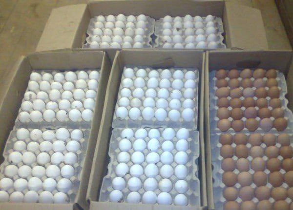 Попытка вывезти в Казахстан партию яиц завершилась уголовным делом