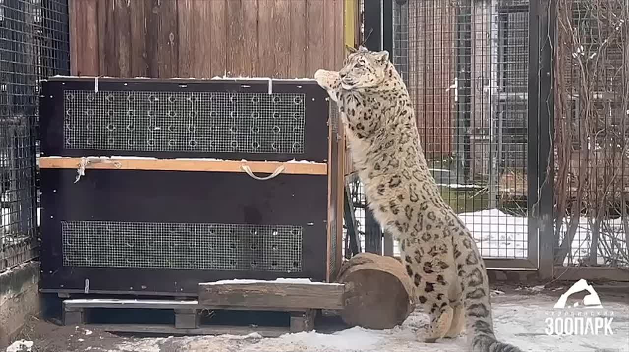 Снежный барс Серебряна переезжает из Челябинска в Новосибирск
