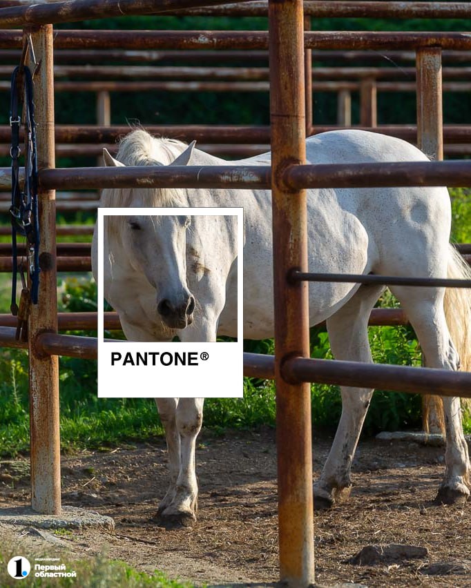 Если не знали, институт цвета Pantone выбрал цвет 2026 года — «облачный танцор» Если не знали, институт цвета Pantone выбрал цвет 2026 года — «облачный танцор»