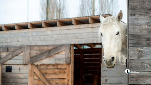 Железный конь не дороже живого! Мы все «взвесили» и подтверждаем: ежемесячное содержание лошадок сопоставимо с иномаркой!