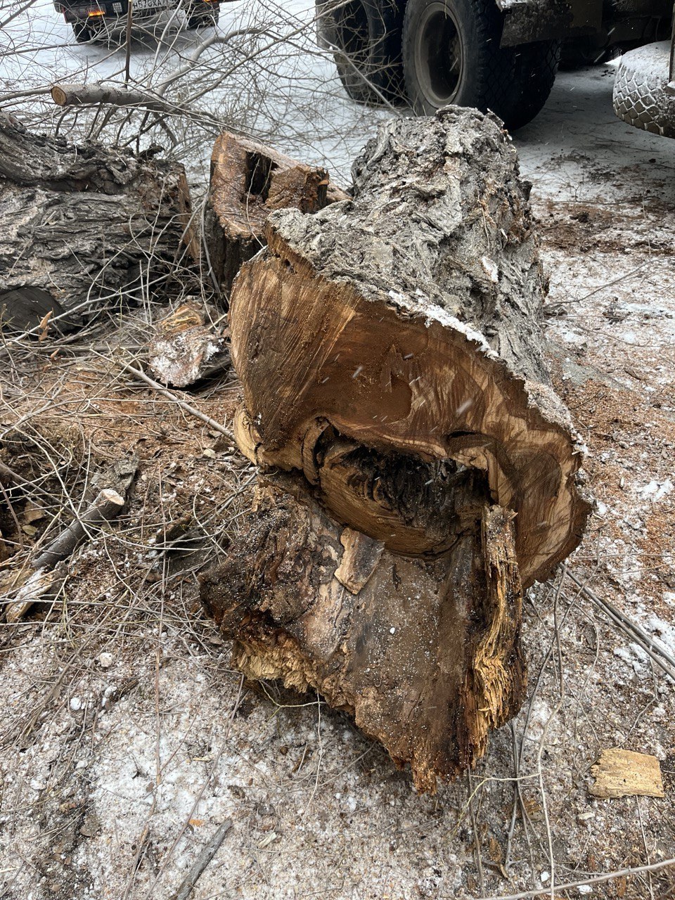 В Магнитогорске продолжаются плановые работы по сносу аварийных деревьев В Магнитогорске продолжаются плановые работы по сносу аварийных деревьев