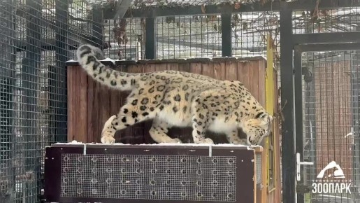 Самка снежного барса из зоопарка Челябинска переехала в Новосибирск