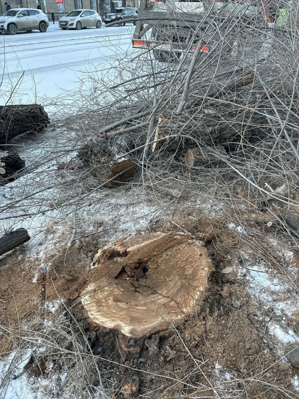 В Магнитогорске продолжаются плановые работы по сносу аварийных деревьев В Магнитогорске продолжаются плановые работы по сносу аварийных деревьев