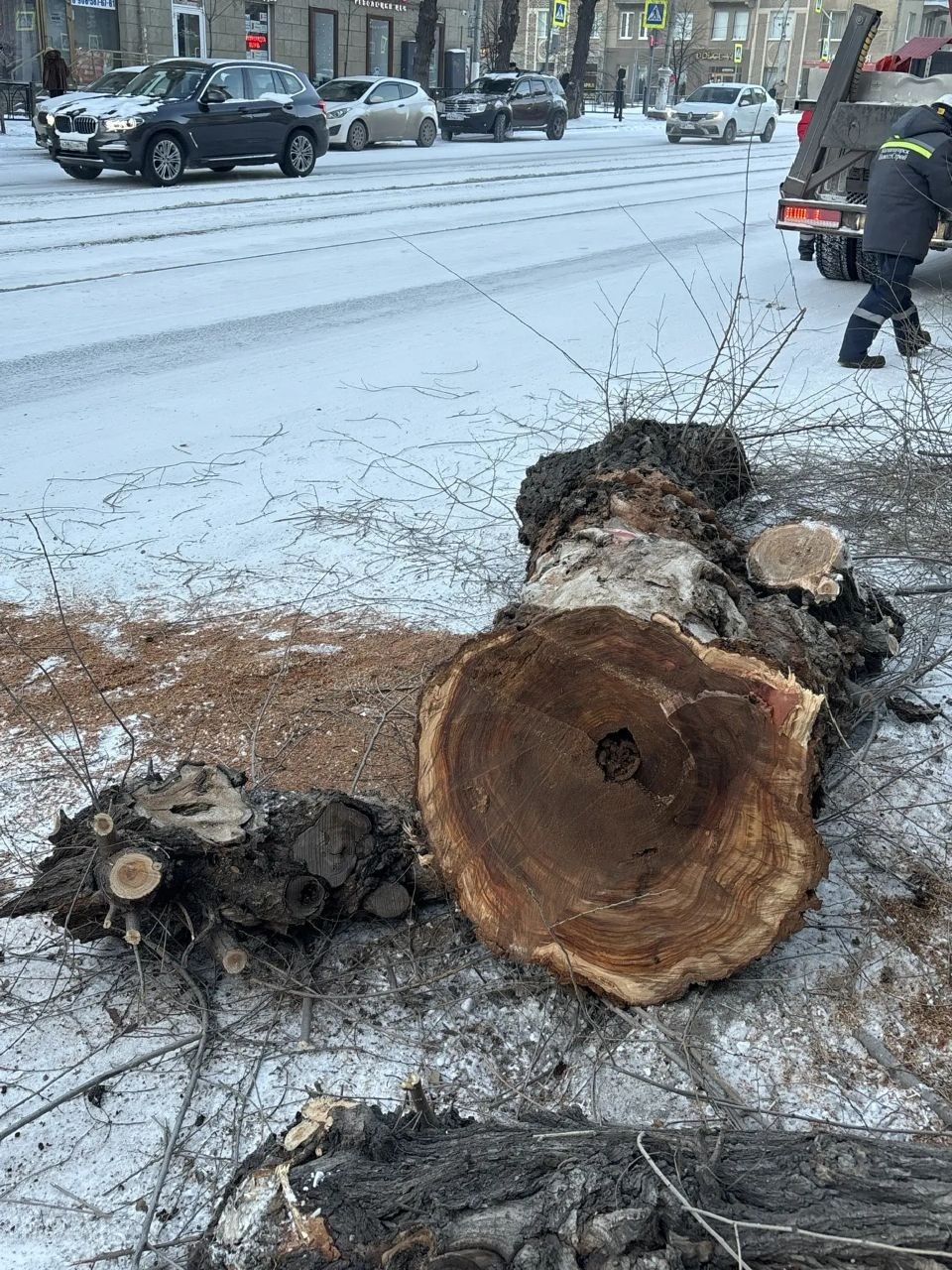 В Магнитогорске продолжаются плановые работы по сносу аварийных деревьев В Магнитогорске продолжаются плановые работы по сносу аварийных деревьев
