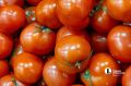 Помидоры — уже не овощ, а роскошь?