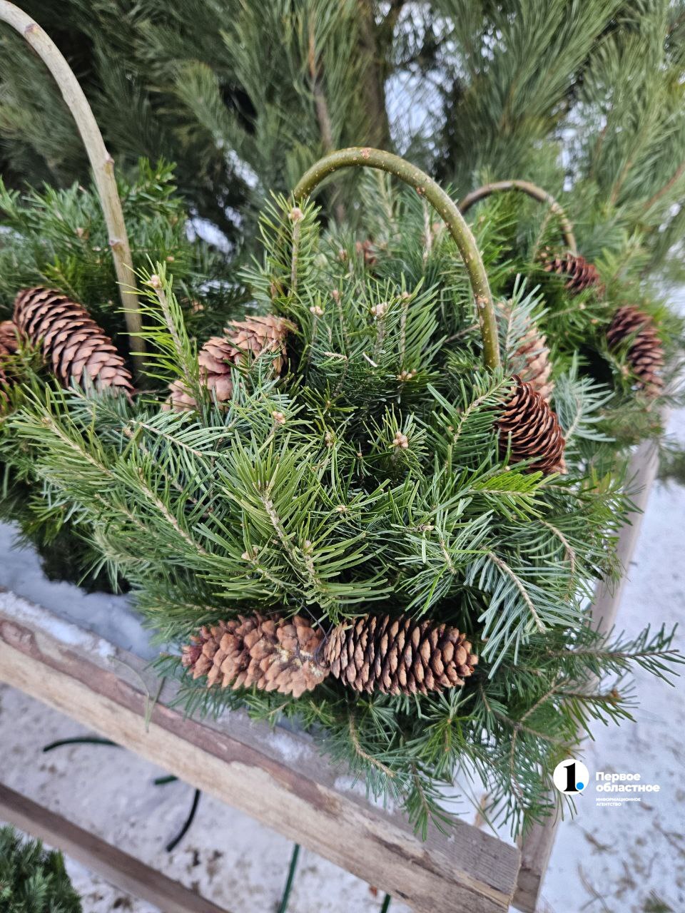Елочные базары открылись в Челябинской области Елочные базары открылись в Челябинской области