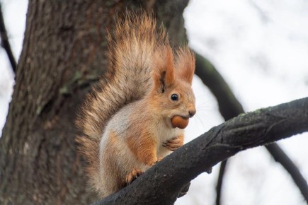 Милые, но опасные: зоозащитник рассказал, почему нельзя гладить белок в городском бору и парке Гагарина