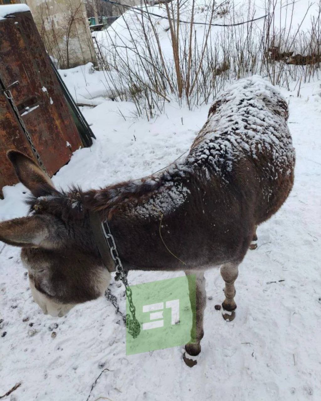 "Зачем так издеваться над животным?" Челябинцы просят зоозащитников спасти ослика "Зачем так издеваться над животным?" Челябинцы просят зоозащитников спасти ослика