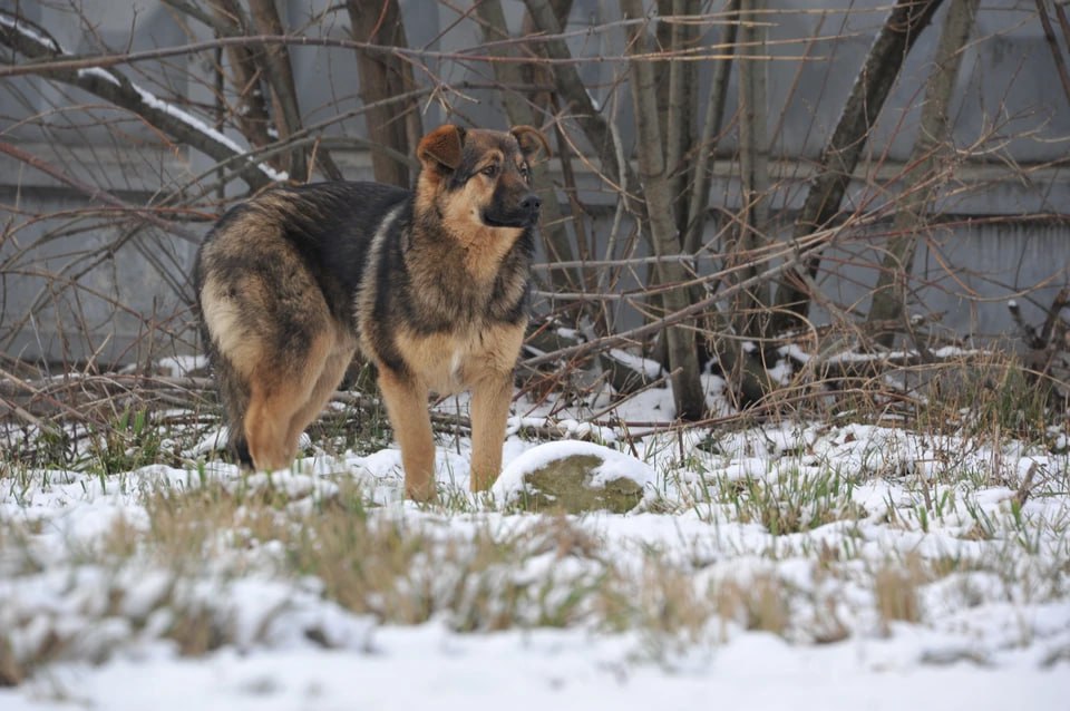 Схватила за ногу: в Челябинской области нападение собаки на ребенка обернулось уголовным делом